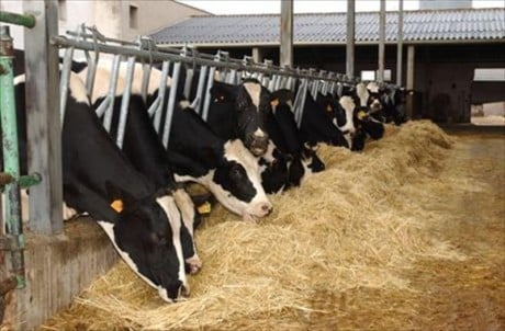 Se retiran 150.000 litros de leche en Andalucía