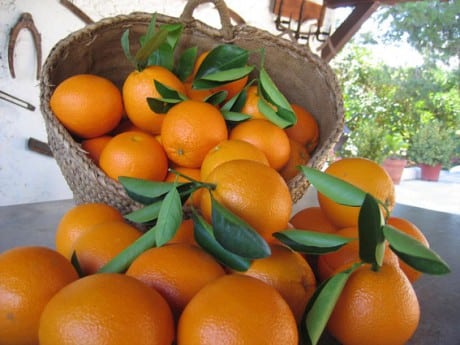 Comprar Naranjas Online – Marketing Online de Naranjas
