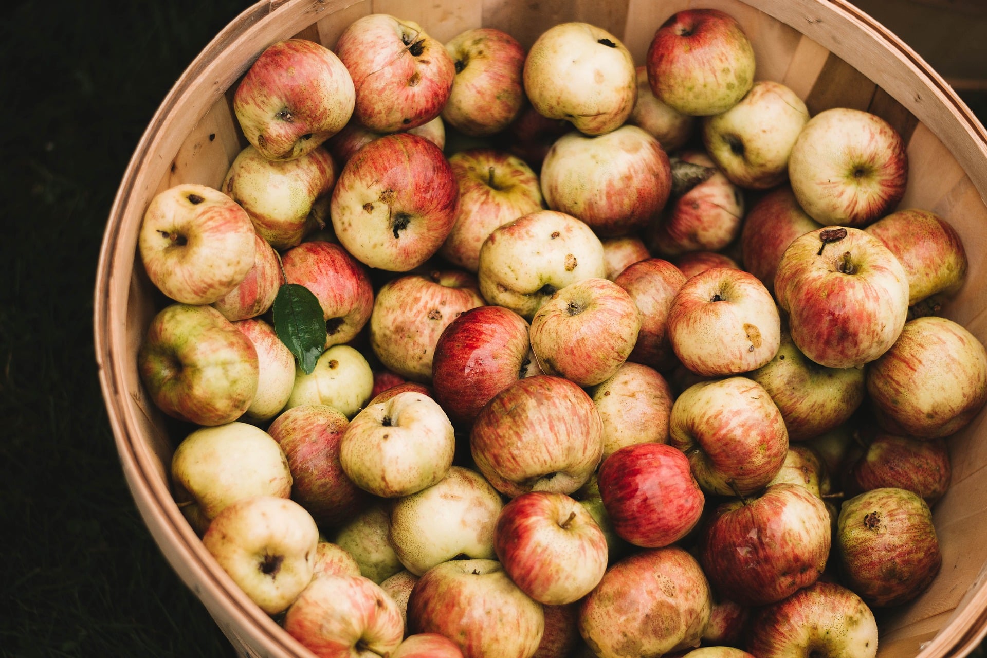Expectativa en el País Vasco por la cosecha de manzana de sidra