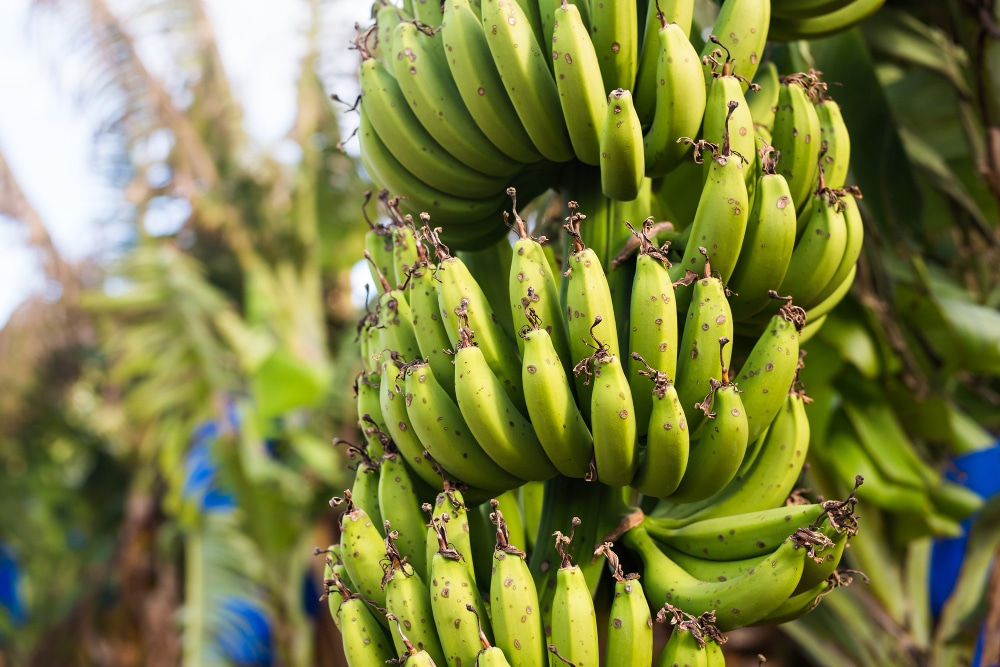 Productores de banano de México preocupados ante el aumento del costo de los productos orgánicos