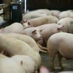 porcina europea precios amenazan