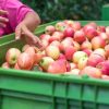 Producción de manzanas en México