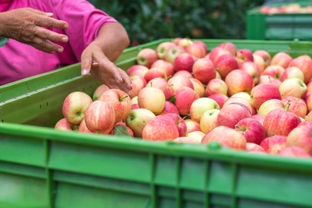 Incremento de un 8.4% en la producción de manzanas de México entre 2012-2020