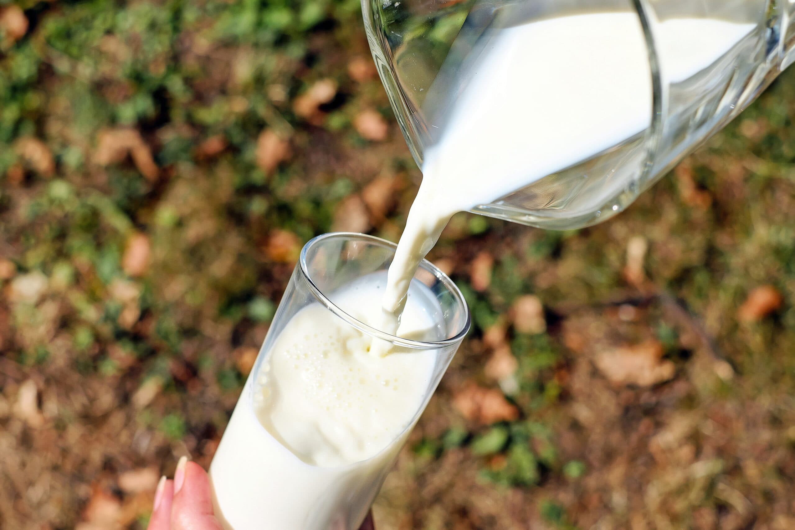 Aumenta la demanda de leche sin pasteurizar y alertan sobre los riesgos