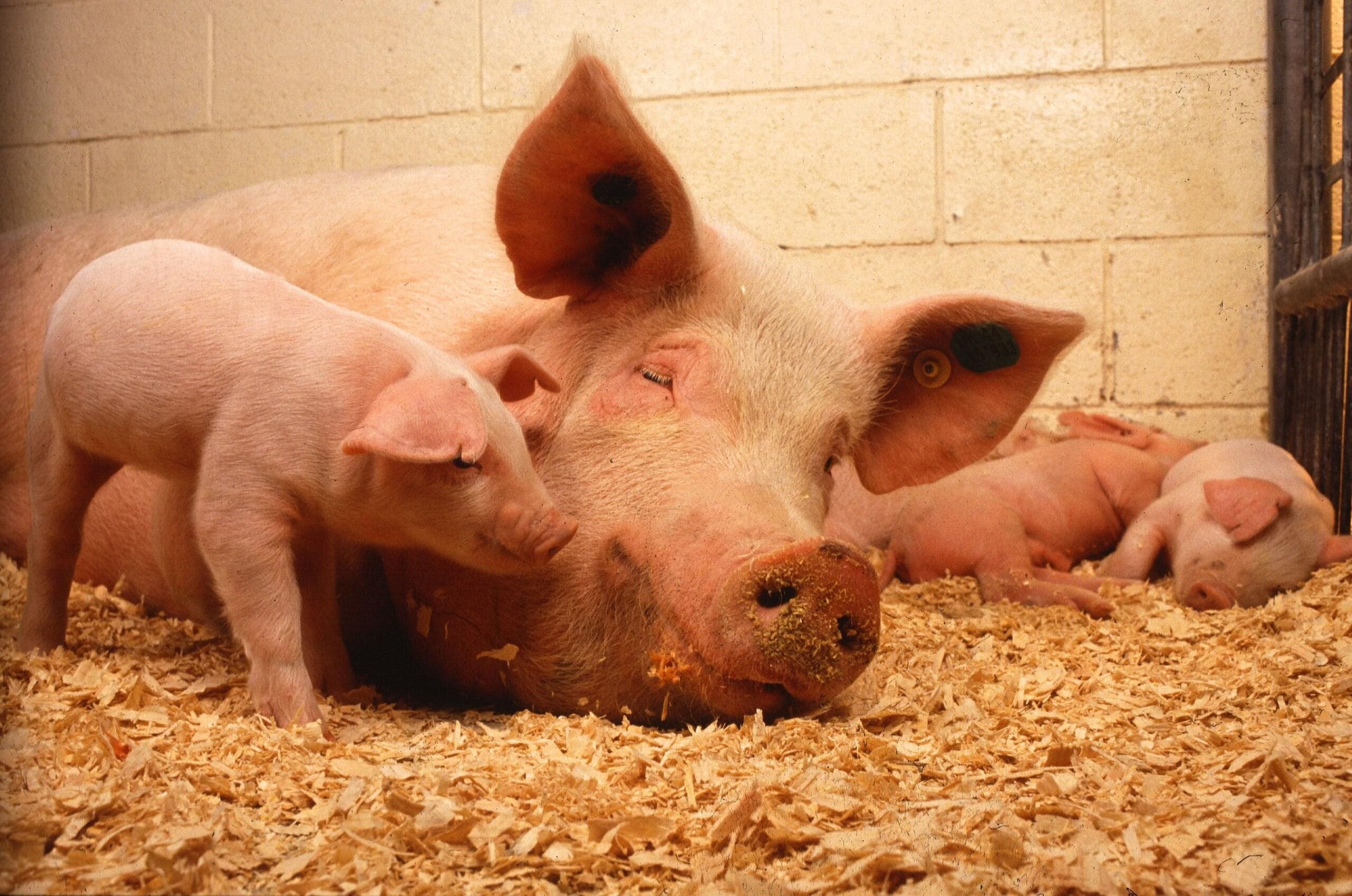 Uso de antibióticos en el sector porcino: se reducirá un 50% hasta 2030
