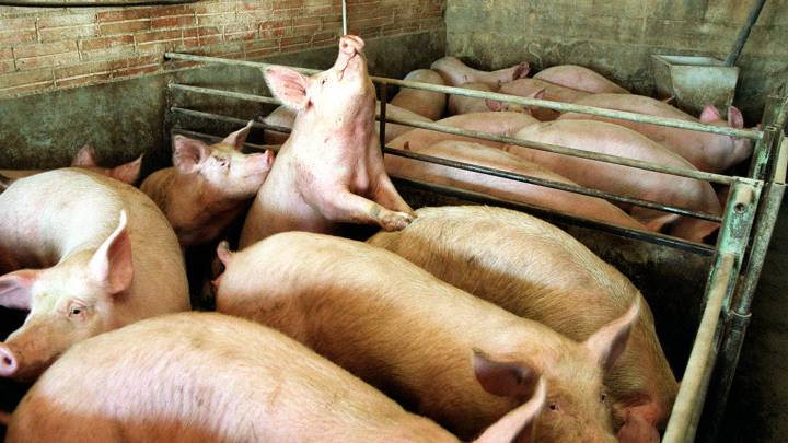 Los países de América del Sur se unen para prevenir la invasión de la peste porcina africana