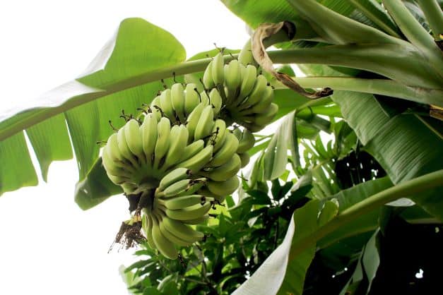 Plátanos de La Palma: los congelarán para donar a comedores sociales