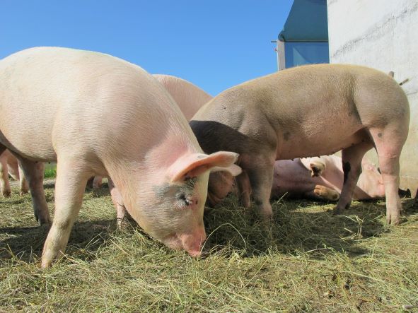 Reino Unido: se busca evitar el sacrificio de cerdos en las granjas debido a dificultades en la cadena de suministros
