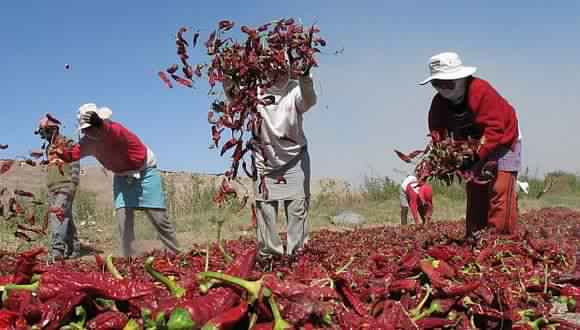 Perú busca flexibilizar los requisitos fitosanitarios en Estados Unidos