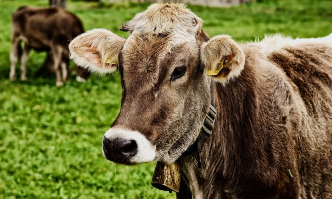 PROVACUNO lanza la estrategia de carne carbono neutral para 2050