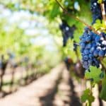 sector vitivinícola y digitalización