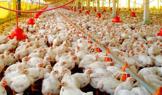 Brasil impugna a la Unión Europea ante la OMC sobre barreras a la avicultura
