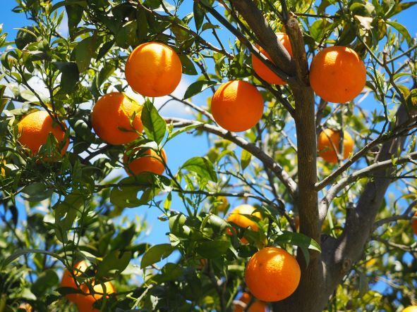 Ya están las naranjas españolas en los establecimientos de​​ Mercadona