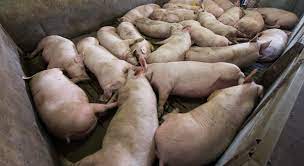 Sudamérica unida para prevenir peste porcina africana