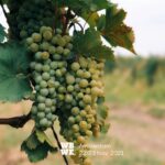 vinos de Castilla-La Mancha