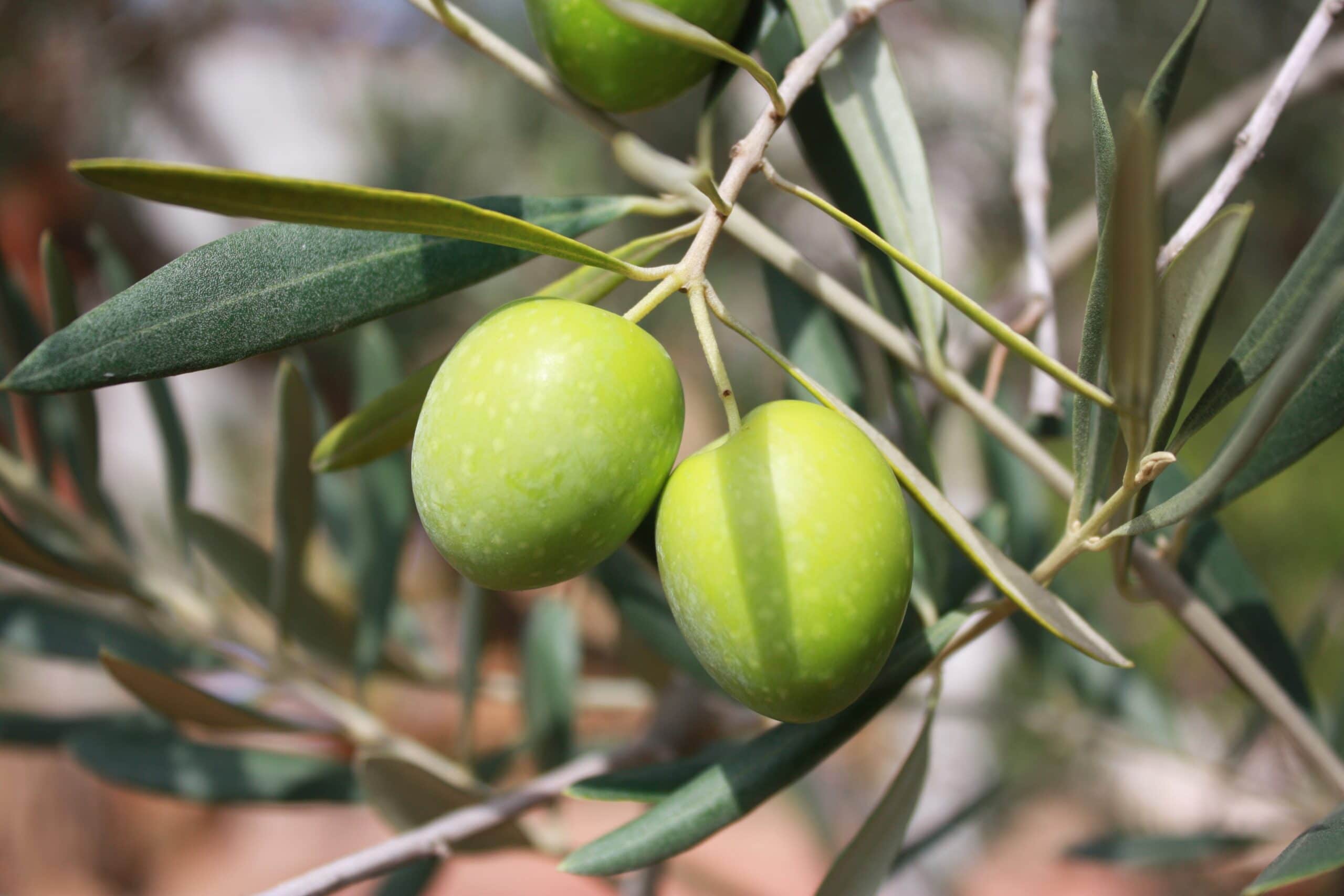 Nace una nueva DOP para el aceite de oliva: Aceite Villuercas Ibores Jara