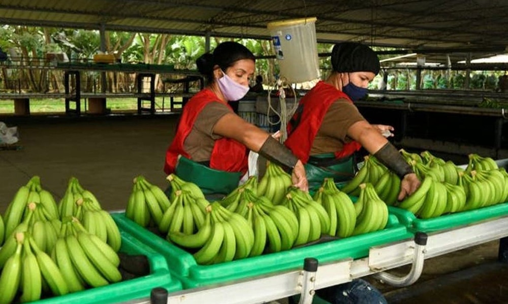 Números prometedores en la exportación de bananos ecuatorianos