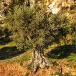Aceite de olivar tradicional