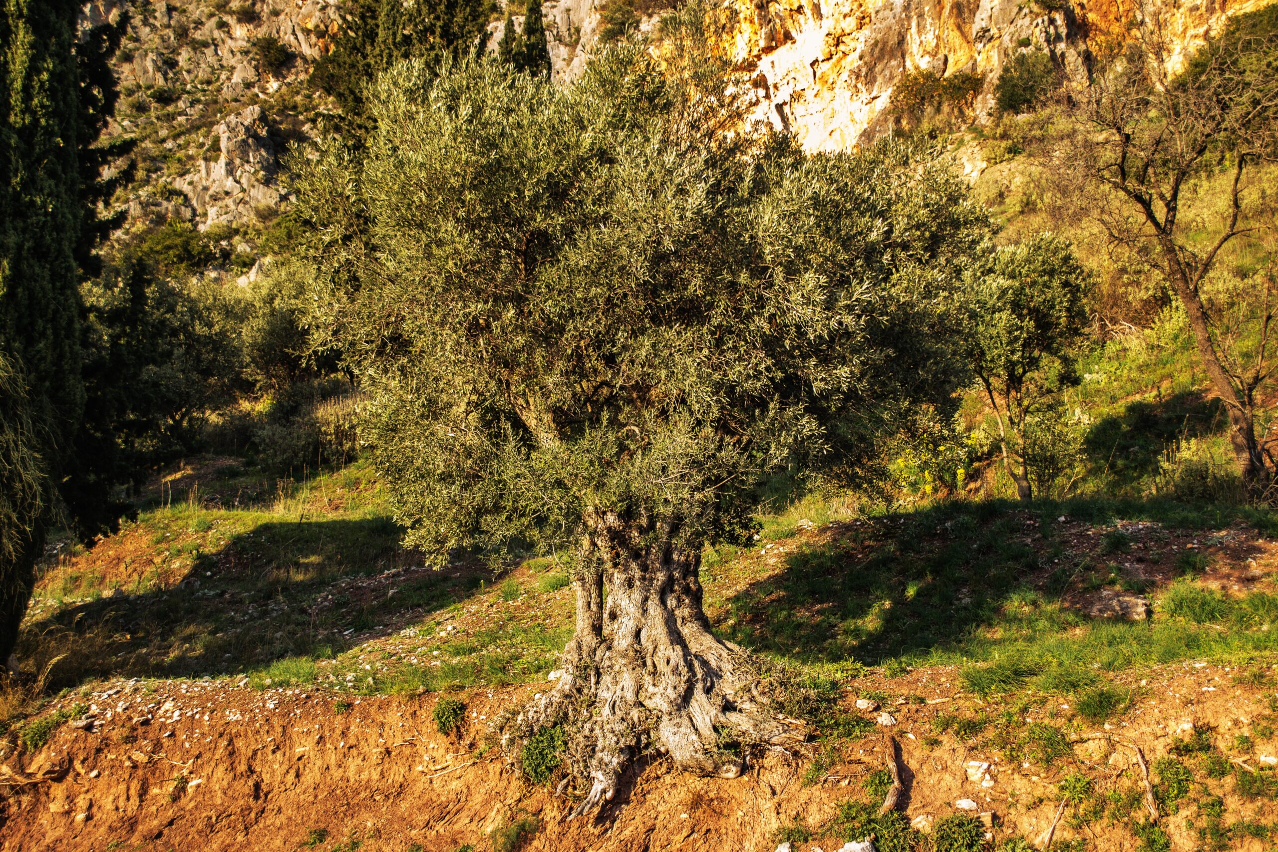 Olisone, el aceite de olivar tradicional de Lidl, llega a 30 países