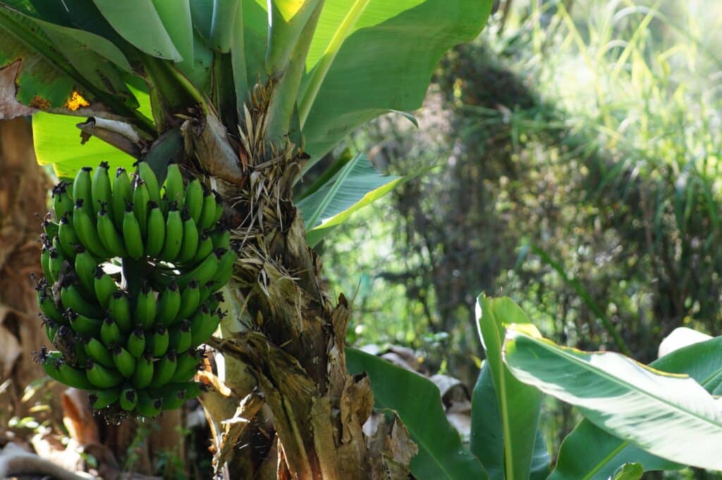 ¿Sabes cuál es la diferencia entre el plátano y la banana?
