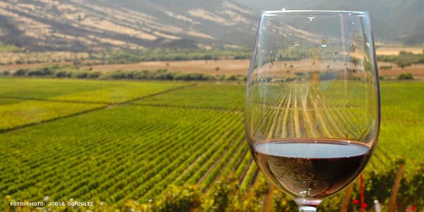 Años récord para la exportación de vinos argentinos