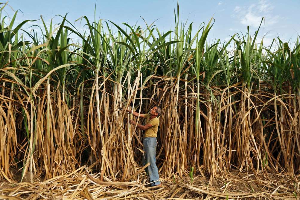 Se busca acuerdo de las dos partes de la industria de caña de azúcar en Belice