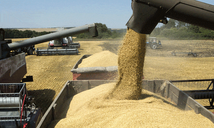 Año de récord en la exportación de trigo Argentina