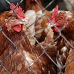 Gripe aviar en Galicia
