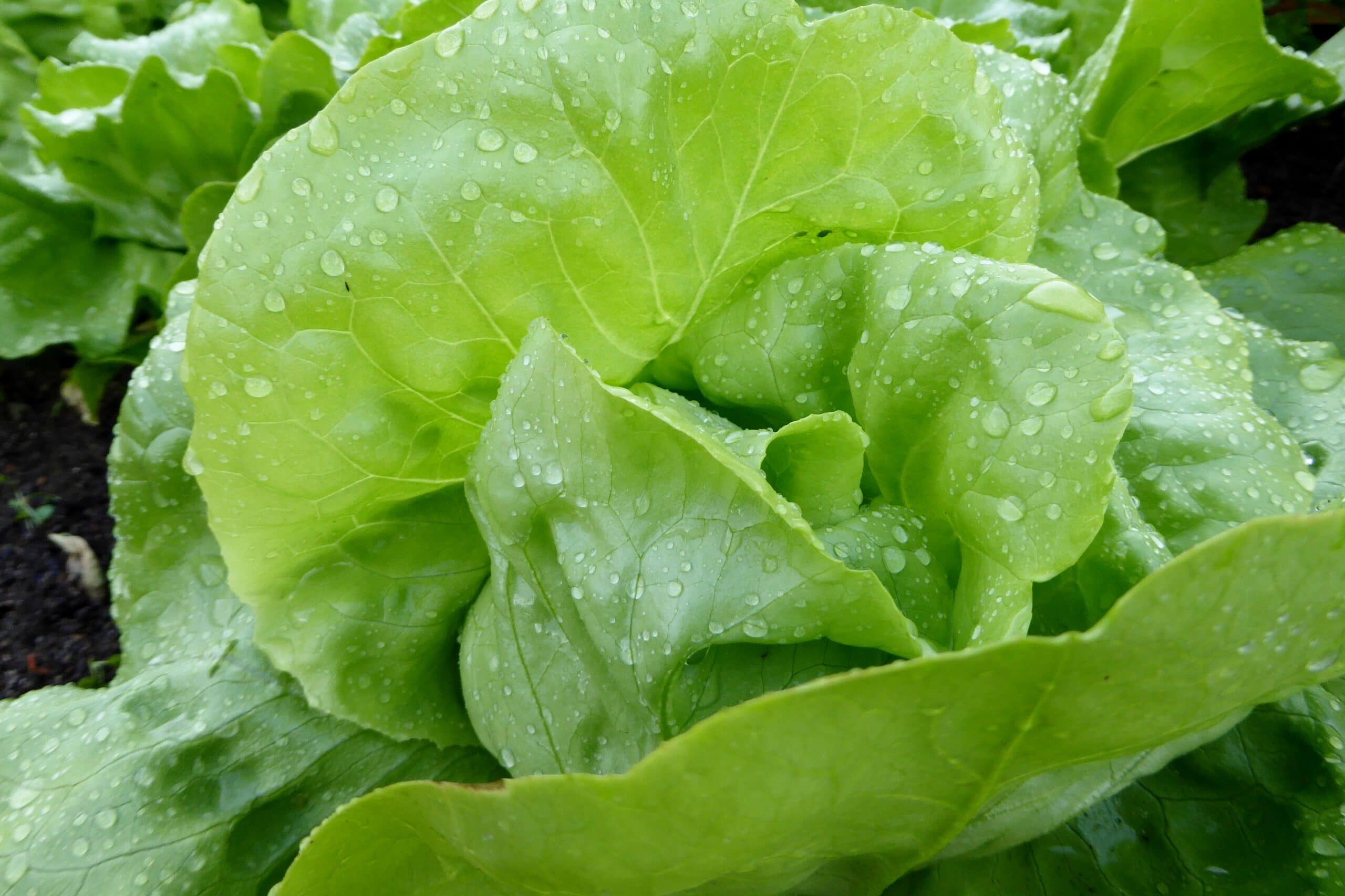Carrefour amplía la oferta de verduras de hoja de productores locales