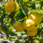 sector del limón español