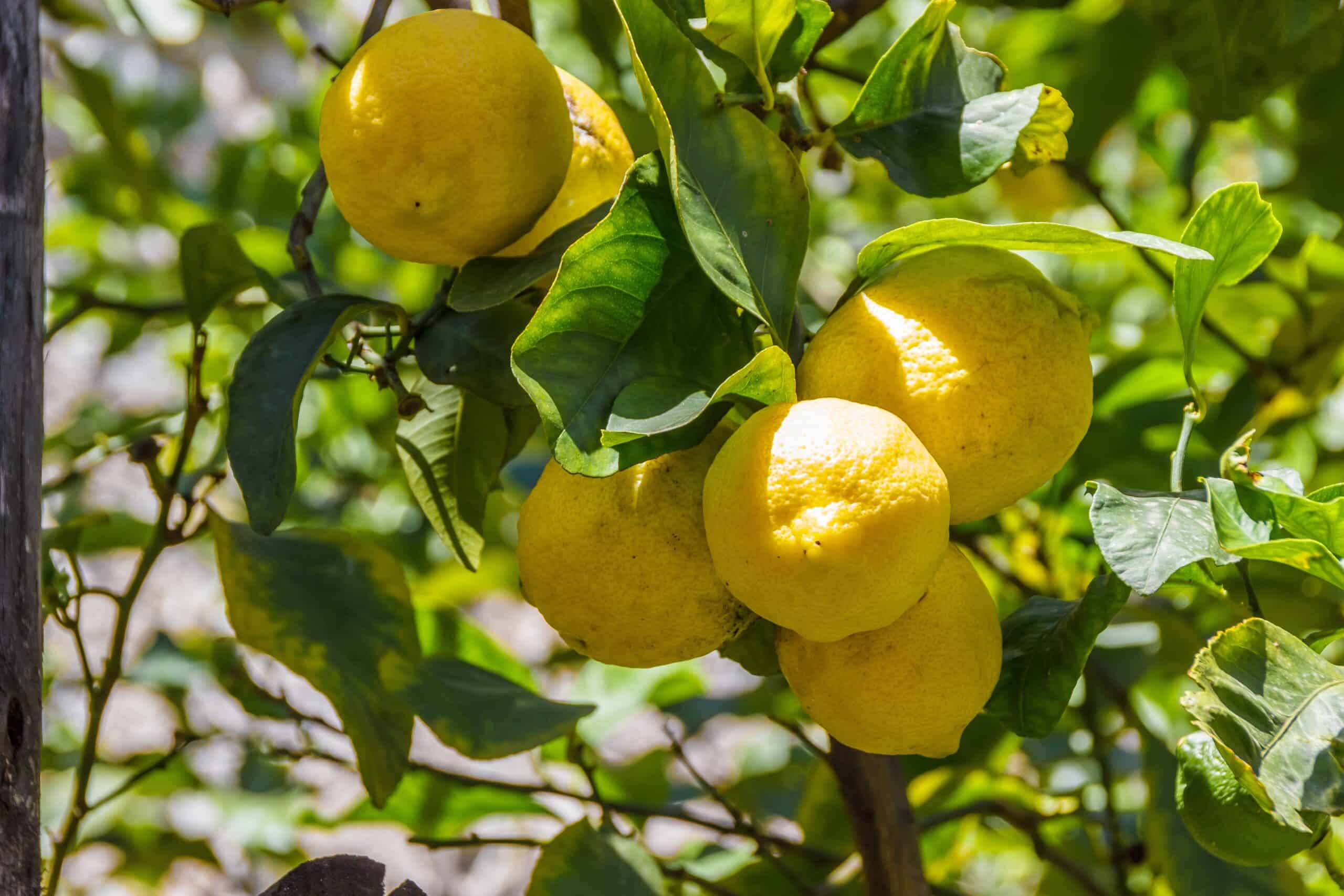 Aporte del sector del limón español frente al calentamiento terrestre