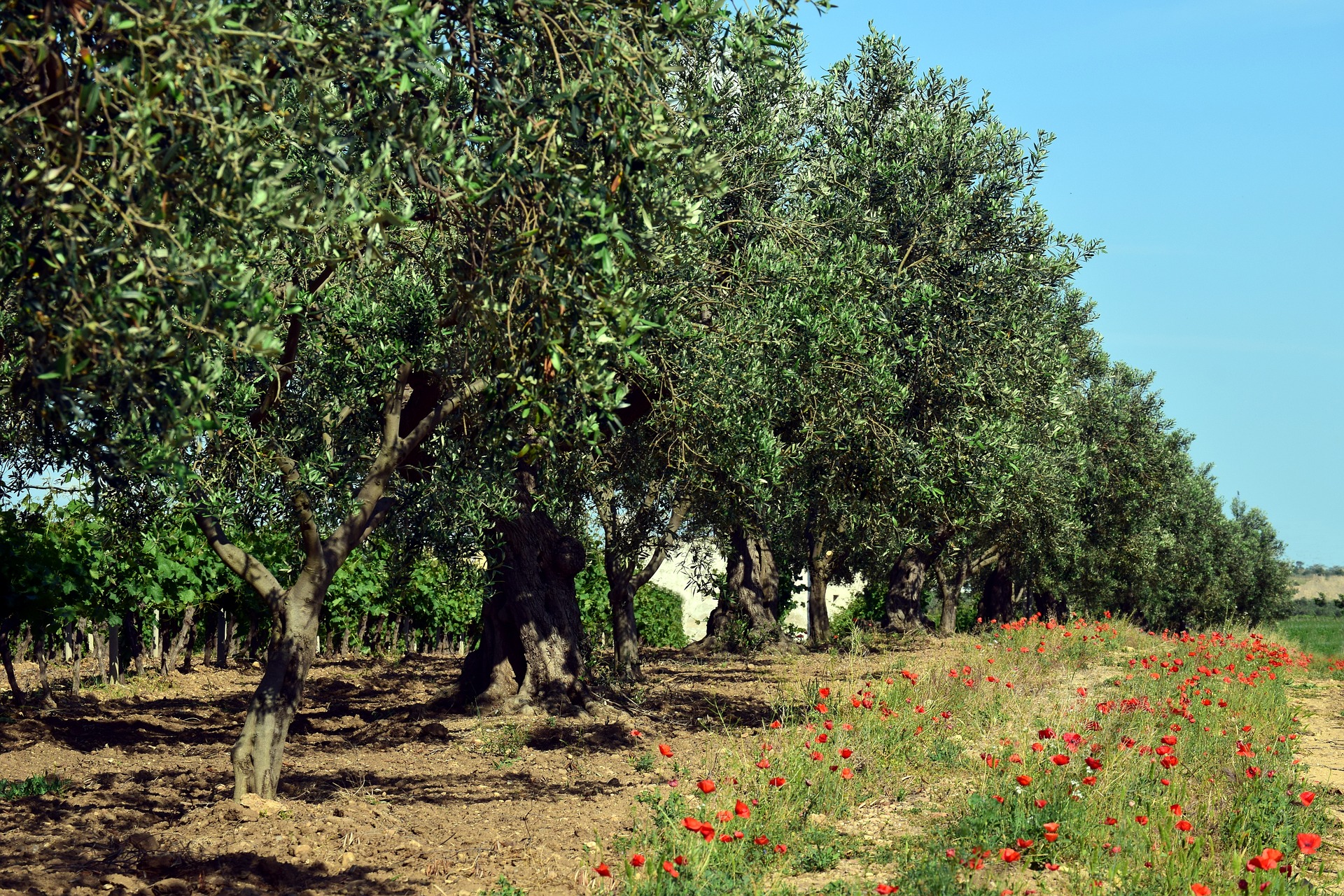 La producción de aceite de oliva en Córdoba supera las previsiones