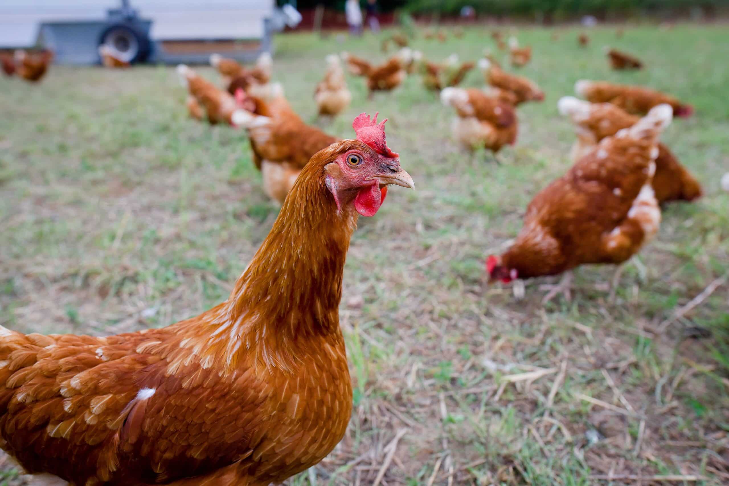 Gripe aviar en la Comunidad Valenciana: sin casos, refuerzan vigilancia