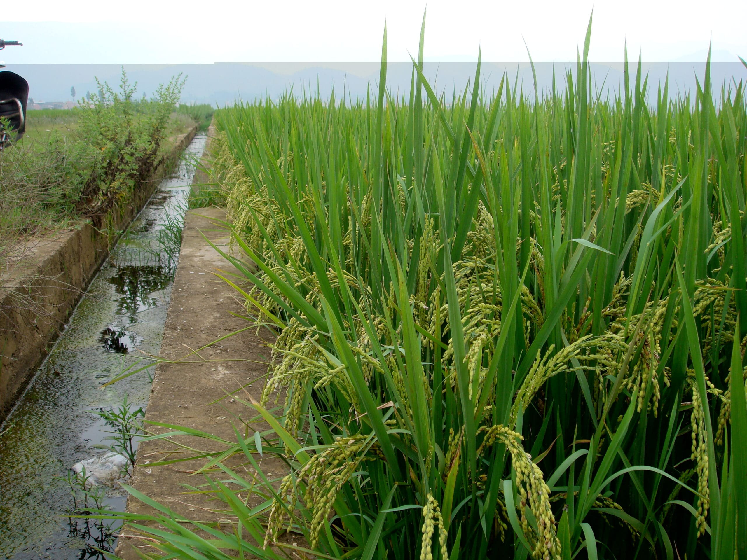 Prevén reducción de la superficie de arroz por restricciones de agua