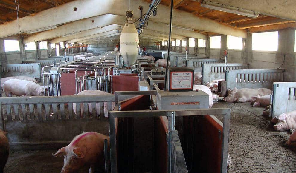 Empleo en el sector porcino: es el 12% de toda la industria agroalimentaria