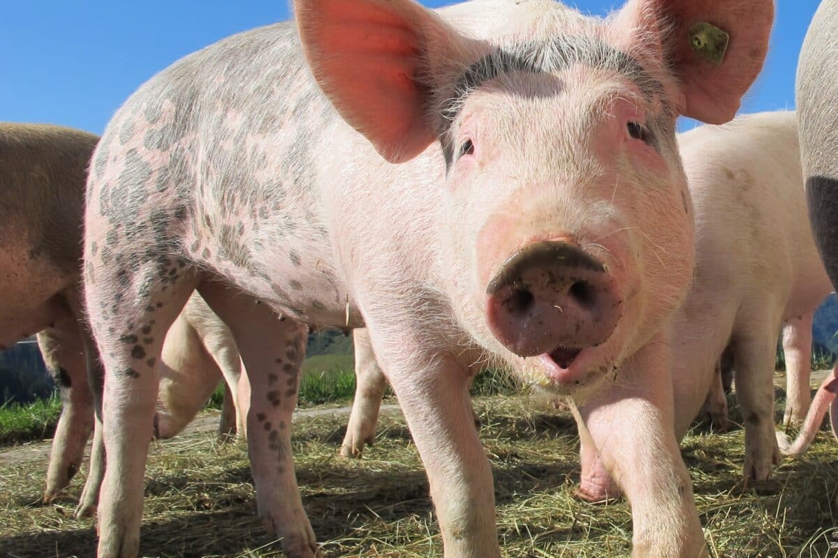 Lorca: El próximo 22 de febrero se debate la nueva normativa de granjas porcinas en Lorca