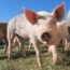 normativa de granjas porcinas