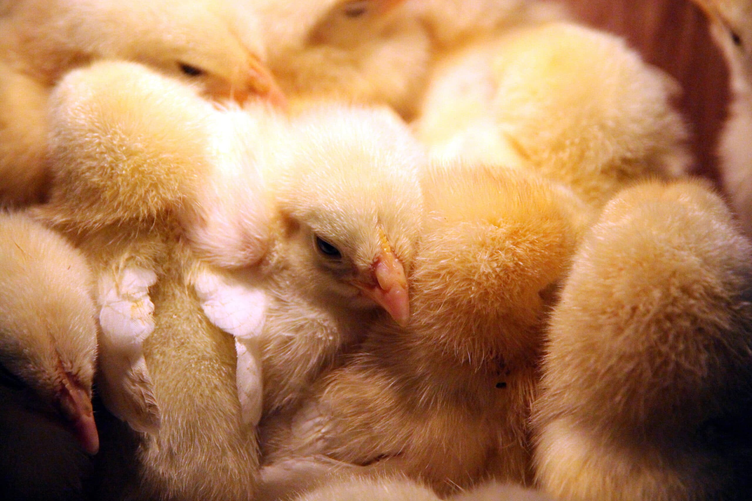 Reclaman medidas para evitar el cierre de 5.000 granjas avícolas