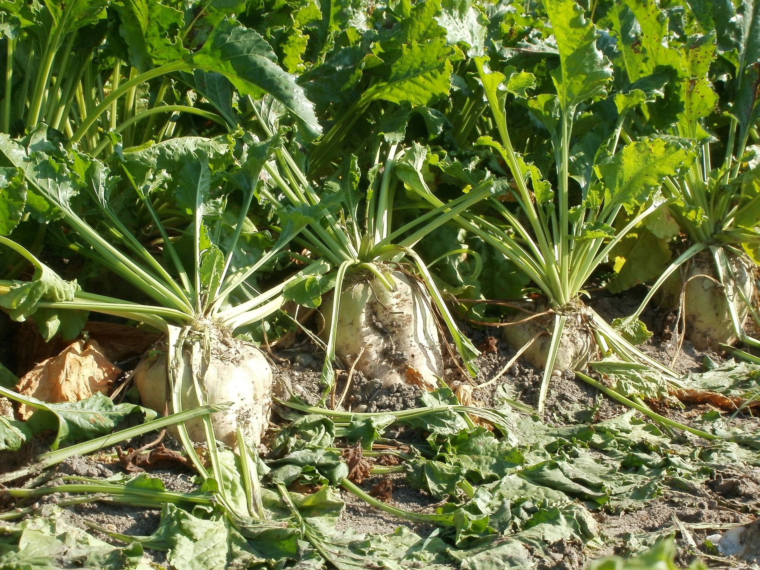 Nuevas perspectivas «eco» para el cultivo de remolacha azucarera