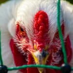 gripe aviar en Huelva