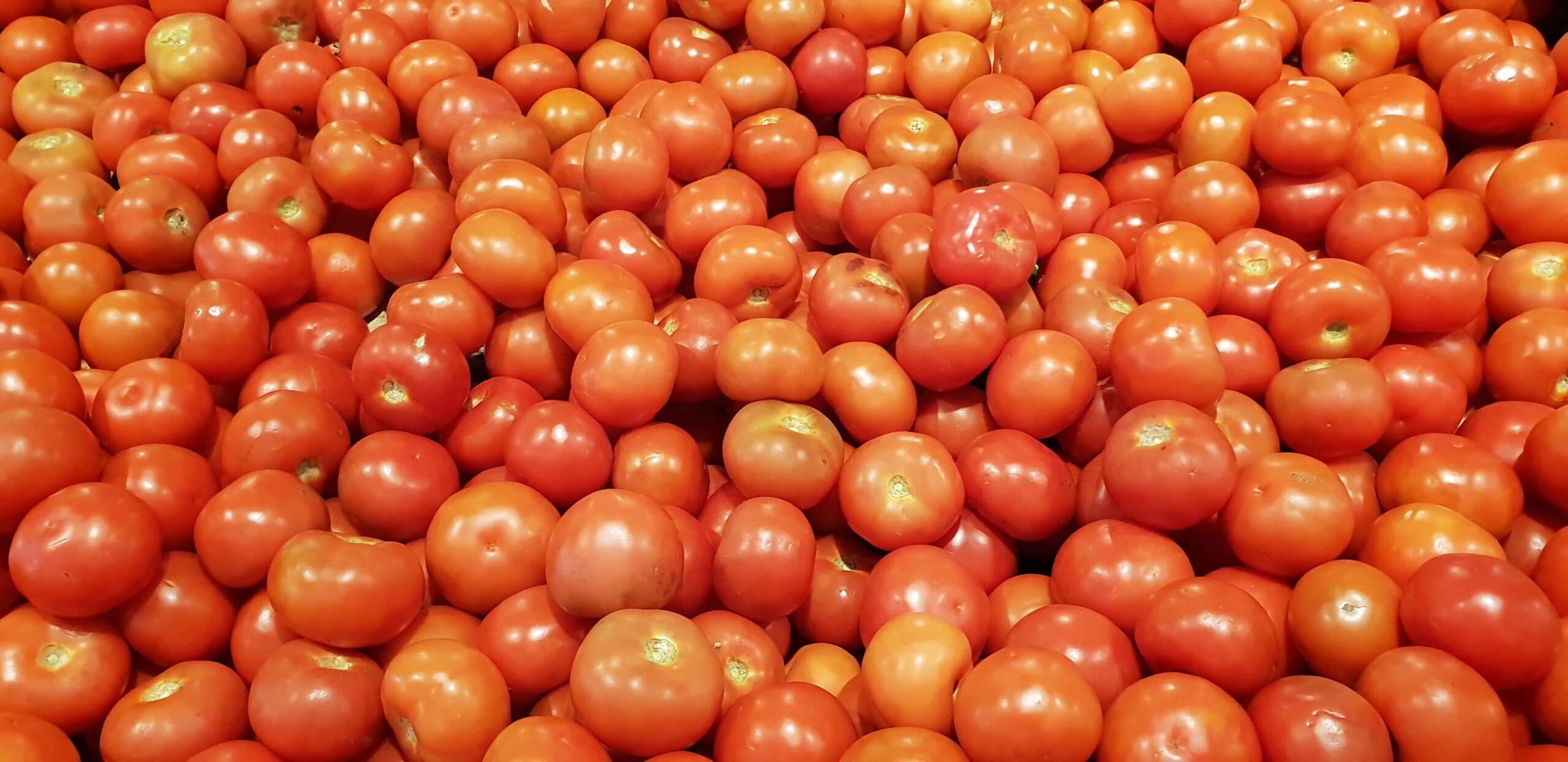 Calculan que el precio mínimo del tomate debe ser 105 euros/tm