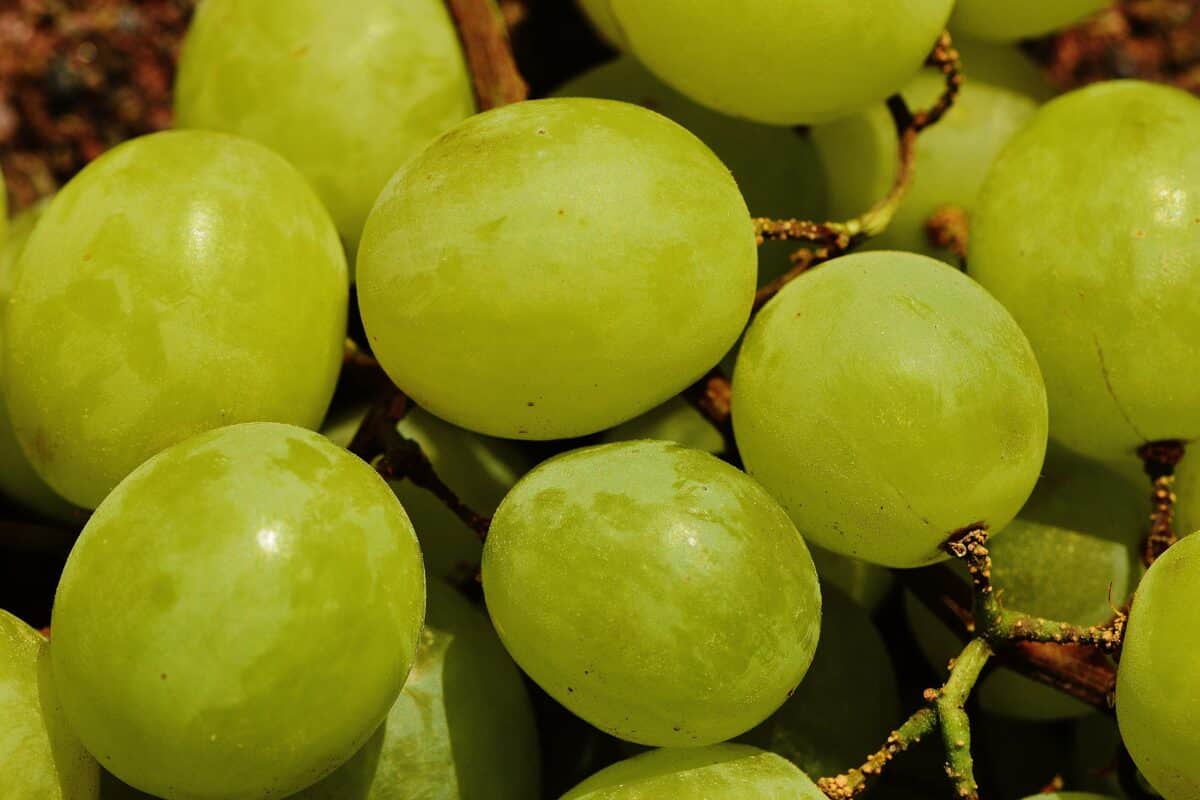 La uva de mesa peruana encabeza la exportaciones mundiales