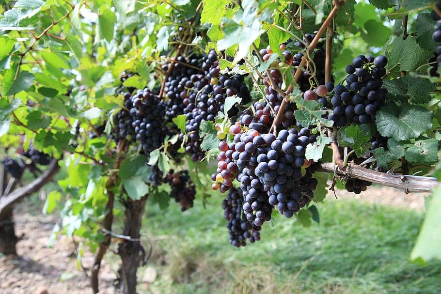 Dedicarán 2,6 millones de euros a reconversión de viñedos en Galicia
