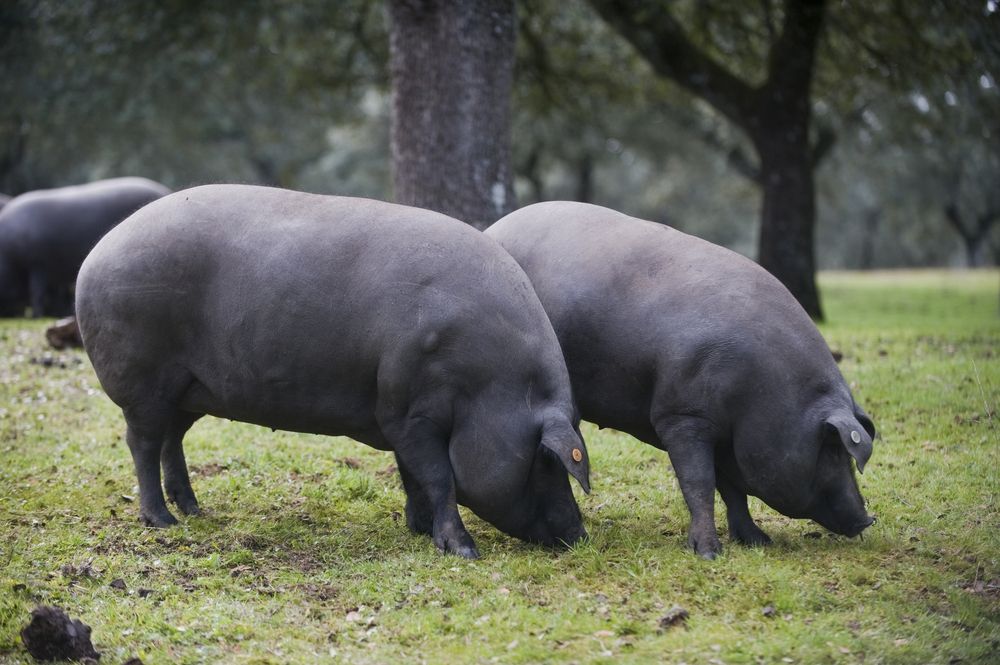 La carne del cerdo ibérico no pierde calidad por el calor
