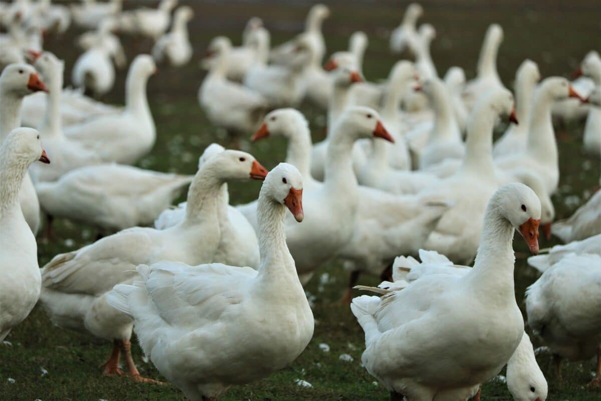Gripe aviar en Andalucía: detectan nuevos focos en Sevilla