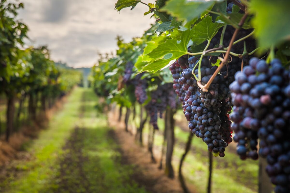 Andalucía destina más de un millón de euros a viñedos