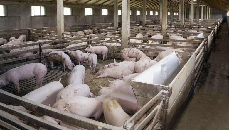 Aprobada la modificación de las granjas porcinas en Lorca