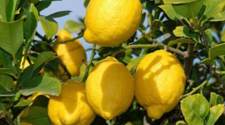 Verna, el limón perfecto para fomentar el consumo de vitamina C