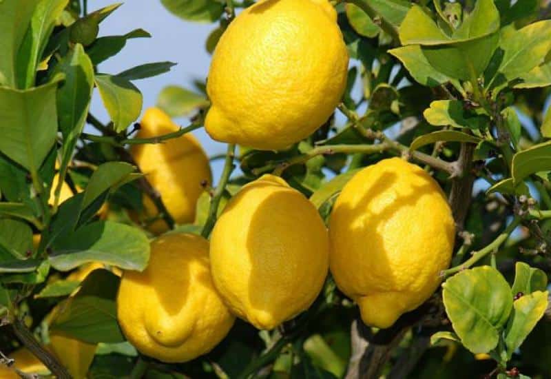Verna, el limón perfecto para fomentar el consumo de vitamina C