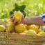 ailimpo campaña limón
